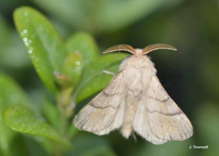 <i>Malacosoma neustria</i> (Linnaeus, 1758) © J. Touroult