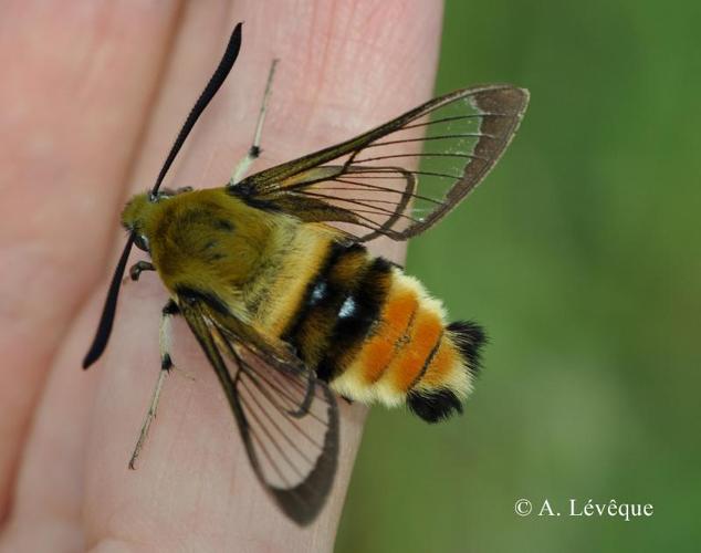 <i>Hemaris tityus</i> (Linnaeus, 1758) © A. Lévêque