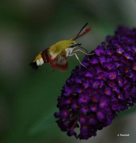 <i>Hemaris fuciformis</i> (Linnaeus, 1758) © J. Touroult