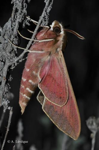 <i>Hyles euphorbiae</i> (Linnaeus, 1758) © A. Lévêque