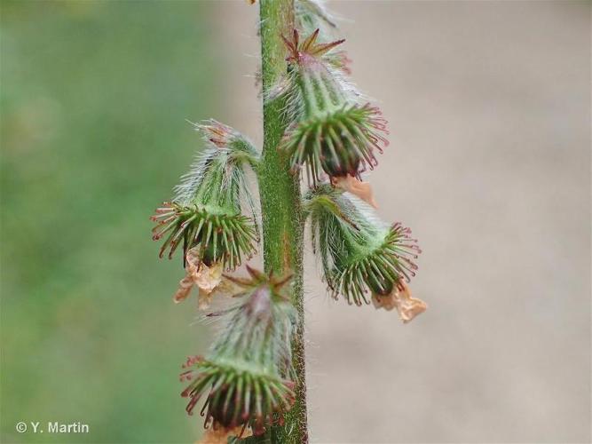 <i>Agrimonia eupatoria </i>L., 1753 subsp.<i> eupatoria</i> © 