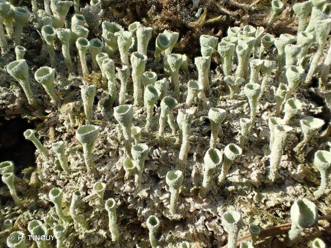 <i>Cladonia fimbriata</i> (L.) Fr., 1831 © H. TINGUY