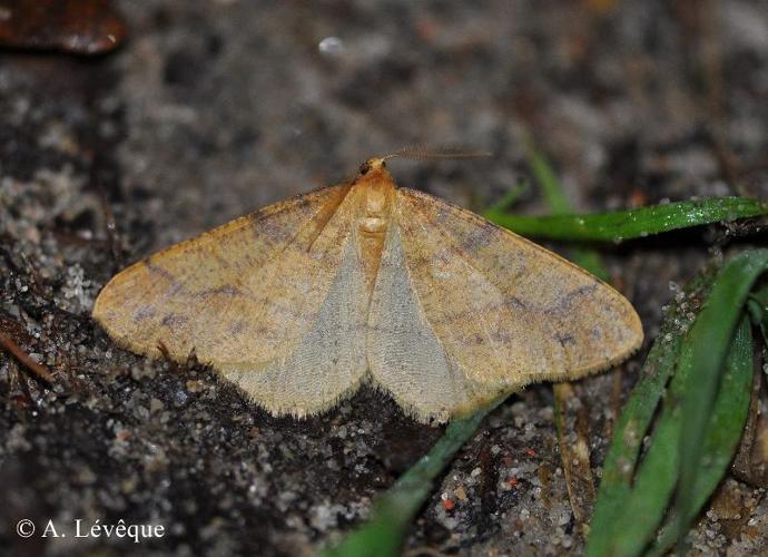 <i>Phigaliohybernia aurantiaria</i> (Hübner, 1799) © A. Lévêque