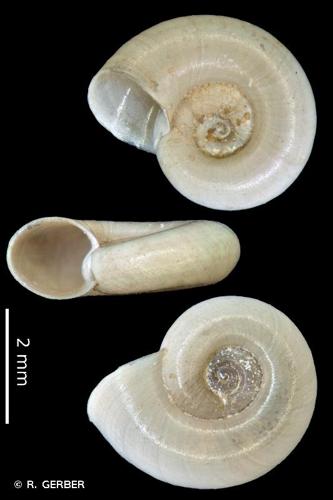 <i>Gyraulus laevis</i> (Alder, 1838) © R. GERBER