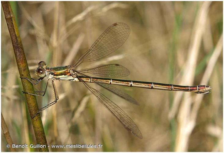 <i>Lestes virens vestalis</i> Rambur, 1842 © Benoît Guillon - www.meslibellules.fr