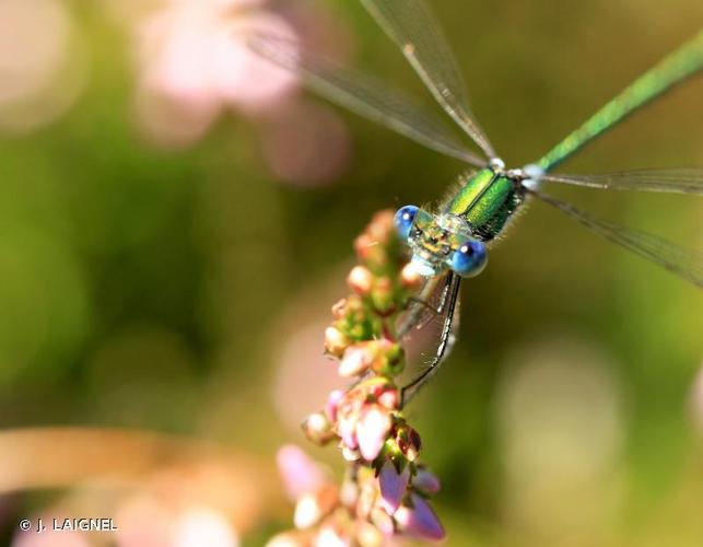 <i>Lestes dryas</i> Kirby, 1890 © J. LAIGNEL