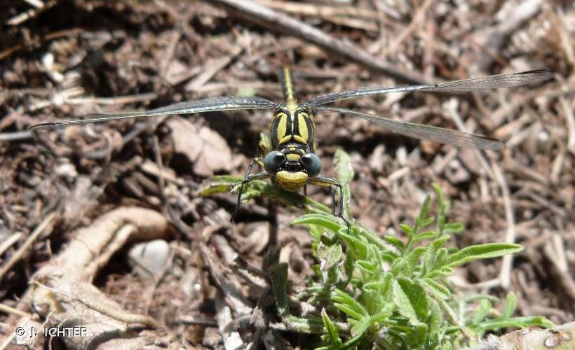 <i>Gomphus graslinii</i> Rambur, 1842 © J. ICHTER