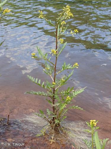 <i>Rorippa palustris</i> (L.) Besser, 1821 © H. TINGUY