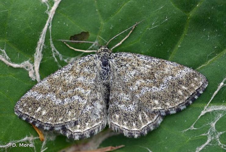 <i>Scopula immorata</i> (Linnaeus, 1758) © D. Morel