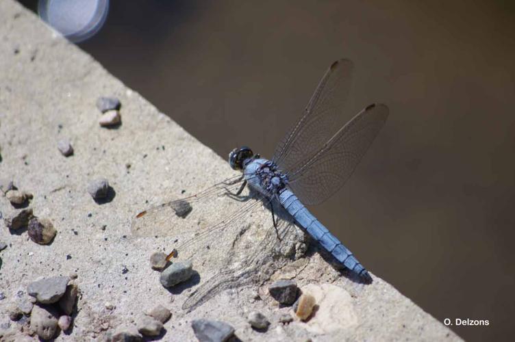 <i>Orthetrum brunneum</i> (Boyer de Fonscolombe, 1837) © O. Delzons