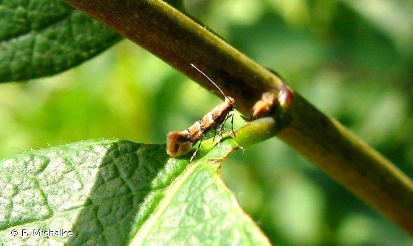 <i>Phyllonorycter trifasciella</i> (Haworth, 1828) © F. Michalke