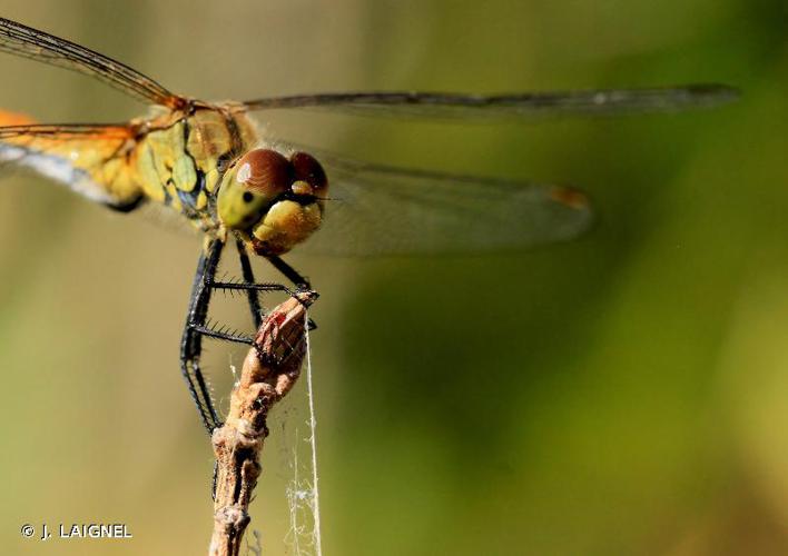 <i>Sympetrum sanguineum</i> (O.F. Müller, 1764) © J. LAIGNEL