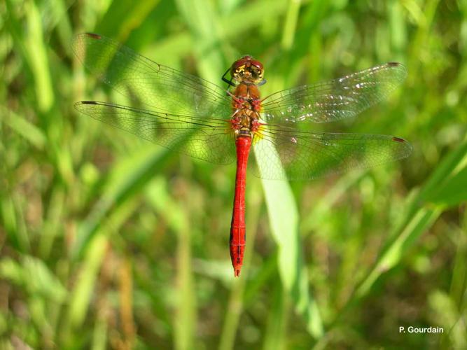 <i>Sympetrum vulgatum</i> (Linnaeus, 1758) © P. Gourdain