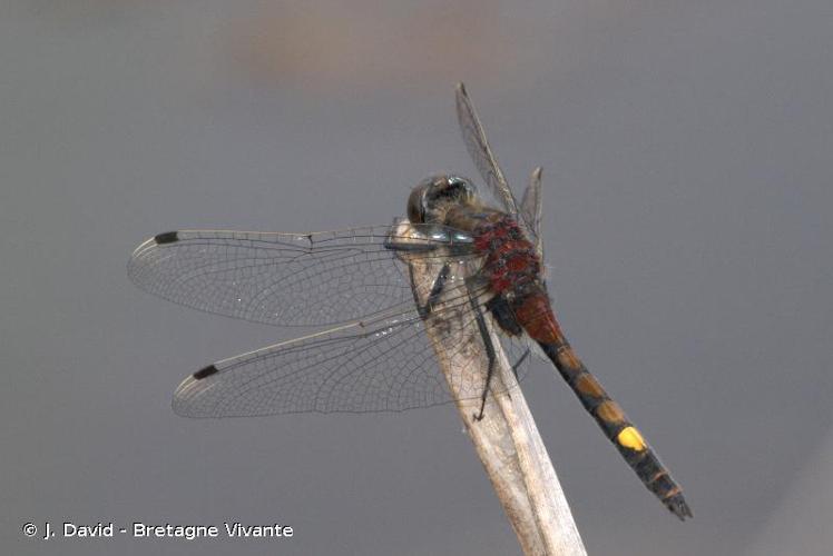 <i>Leucorrhinia pectoralis</i> (Charpentier, 1825) © J. David - Bretagne Vivante