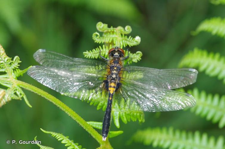 <i>Leucorrhinia caudalis</i> (Charpentier, 1840) © P. Gourdain