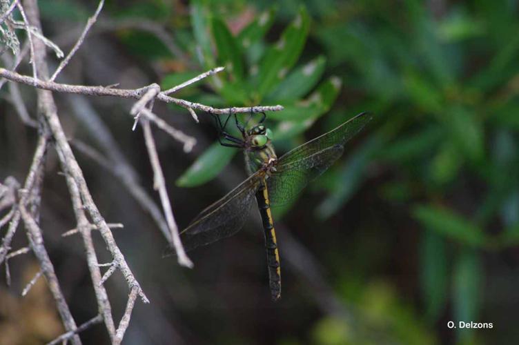 <i>Oxygastra curtisii</i> (Dale, 1834) © O. Delzons