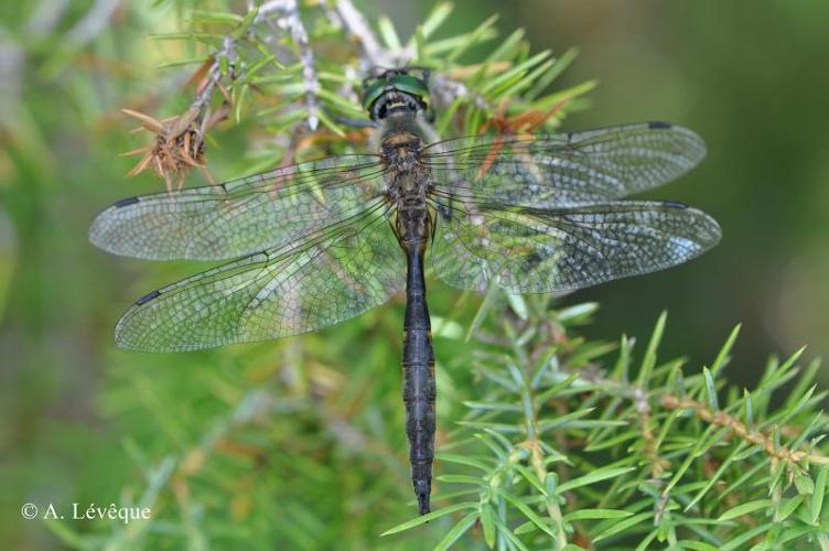 <i>Somatochlora flavomaculata</i> (Vander Linden, 1825) © A. Lévêque