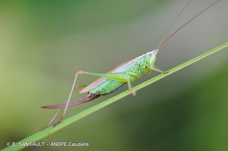 <i>Conocephalus fuscus</i> (Fabricius, 1793) © E. SANSAULT - ANEPE Caudalis