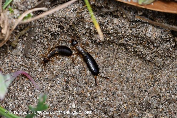 <i>Forficula auricularia</i> Linnaeus, 1758 © J. Touroult - LPR Corse - MNHN, CdC, OFB