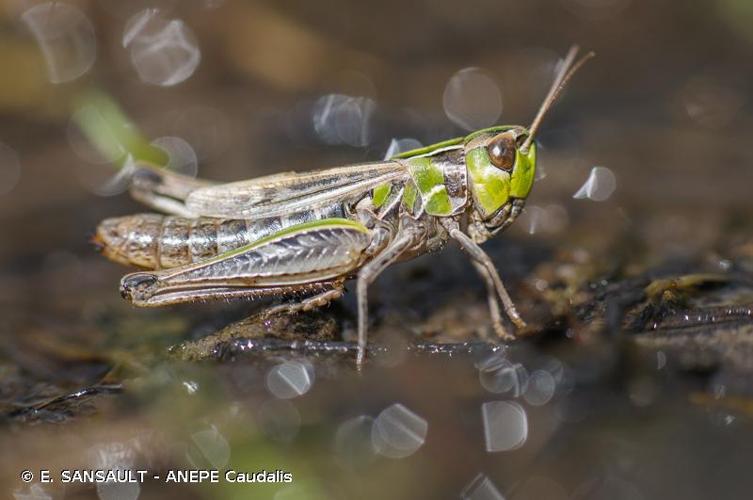 <i>Stenobothrus stigmaticus</i> (Rambur, 1838) © E. SANSAULT - ANEPE Caudalis