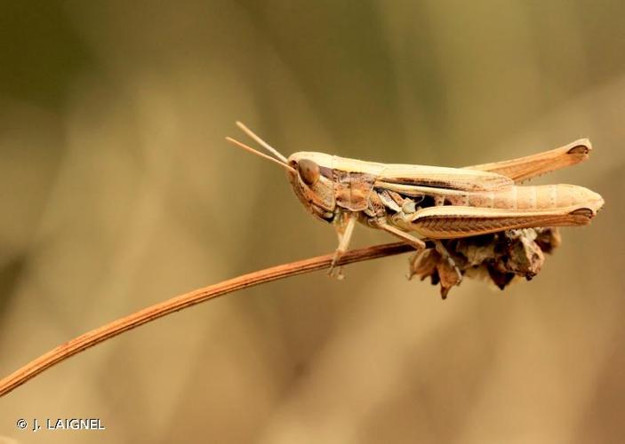 <i>Euchorthippus declivus</i> (Brisout de Barneville, 1848) © J. LAIGNEL