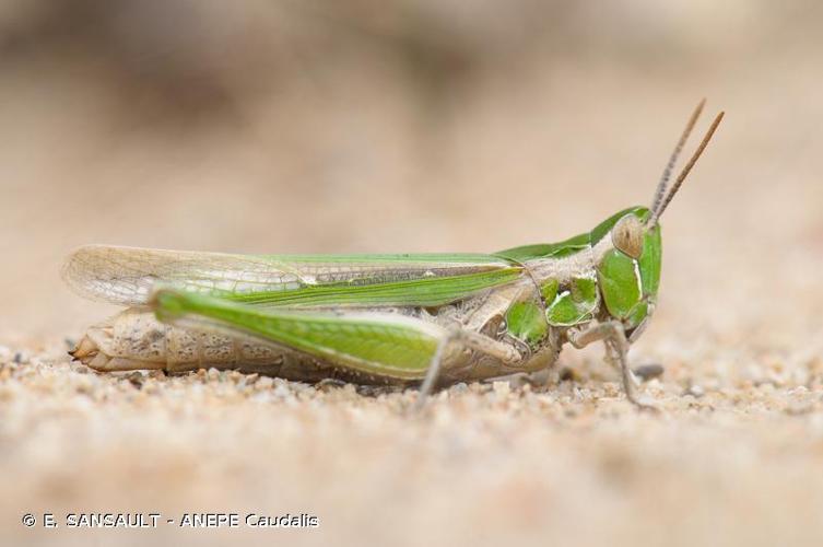 <i>Calephorus compressicornis</i> (Latreille, 1804) © E. SANSAULT - ANEPE Caudalis