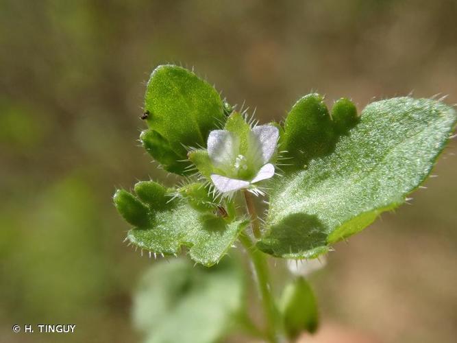 <i>Veronica sublobata</i> M.Fisch., 1967 © H. TINGUY