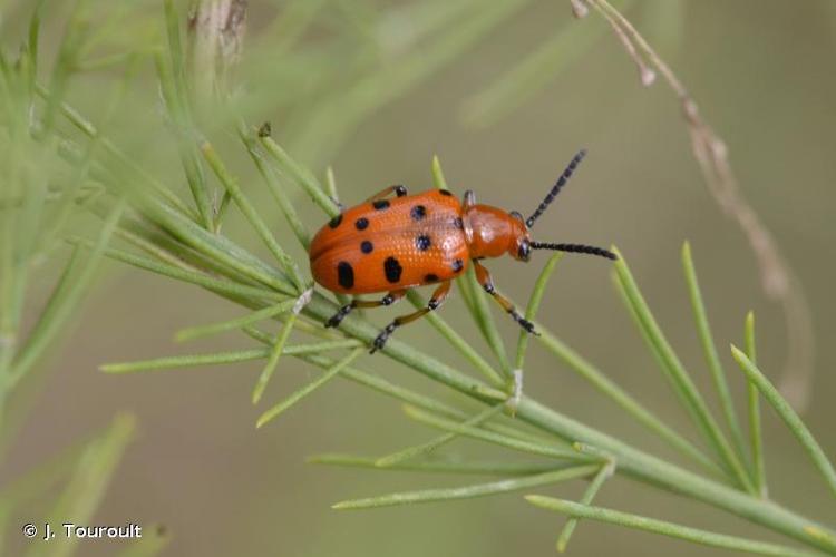 <i>Crioceris duodecimpunctata</i> (Linnaeus, 1758) © J. Touroult