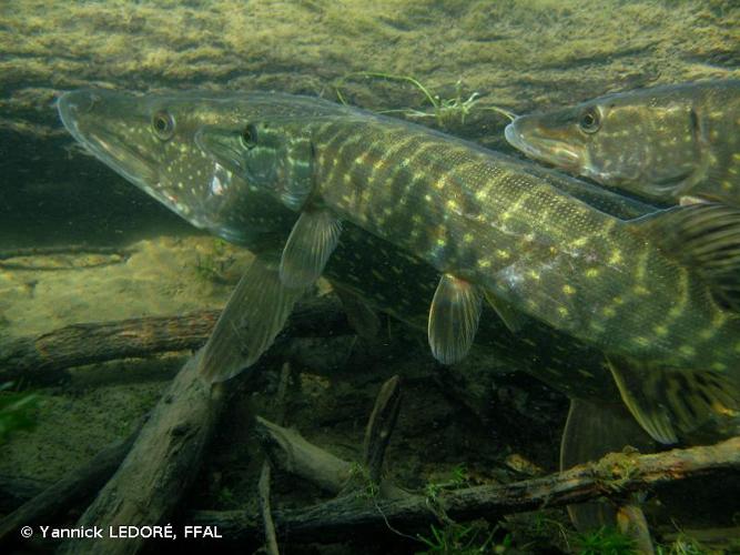 <i>Esox lucius</i> Linnaeus, 1758 © Yannick LEDORÉ, FFAL