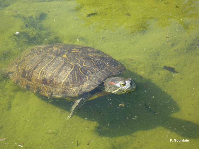 <i>Trachemys scripta</i> (Thunberg <i>in</i> Schoepff, 1792) © P. Gourdain