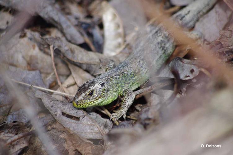 <i>Lacerta agilis agilis</i> Linnaeus, 1758 © O. Delzons