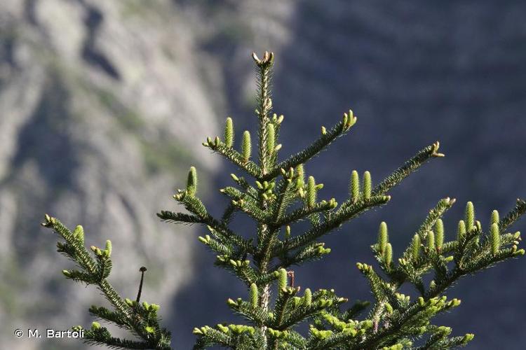 <i>Abies alba</i> Mill., 1768 © M. Bartoli