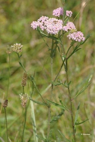 <i>Achillea millefolium</i> L., 1753 © P. Gourdain