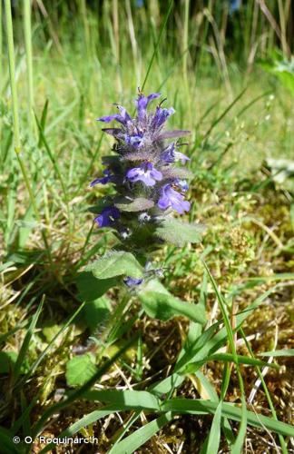 <i>Ajuga genevensis</i> L., 1753 © O. Roquinarc'h