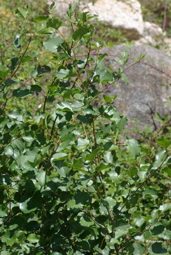 <i>Alnus cordata</i> (Loisel.) Duby, 1828 © P. Gourdain