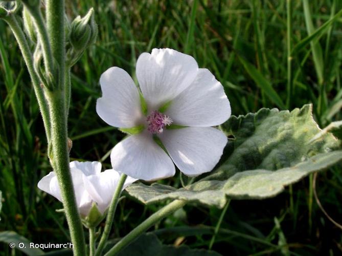 <i>Althaea officinalis</i> L., 1753 © O. Roquinarc'h