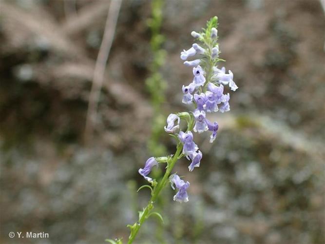 <i>Anarrhinum bellidifolium</i> (L.) Willd., 1800 © 