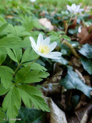 <i>Anemone nemorosa</i> L., 1753 © C. Fournier