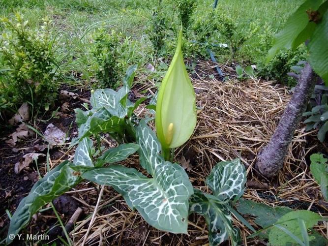 <i>Arum italicum</i> Mill., 1768 © 