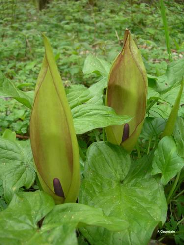 <i>Arum maculatum</i> L., 1753 © P. Gourdain