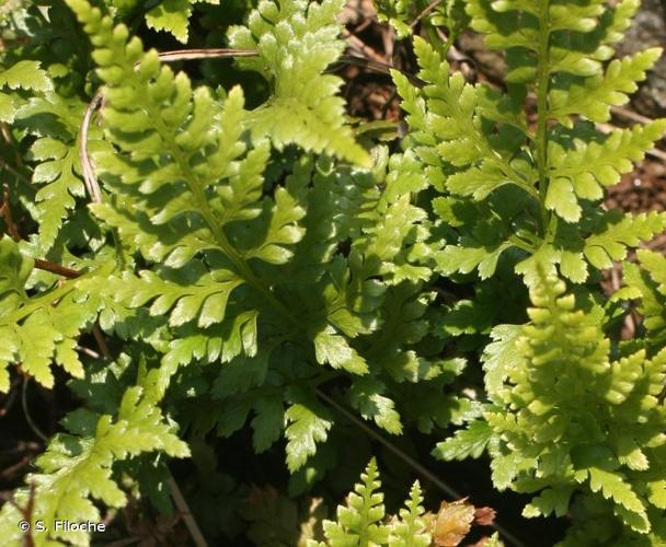 <i>Asplenium adiantum-nigrum</i> L., 1753 © S. Filoche