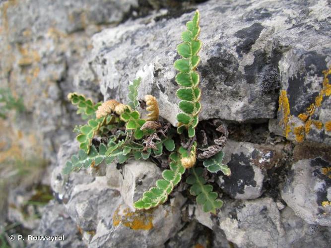 <i>Asplenium ceterach</i> L., 1753 © P. Rouveyrol