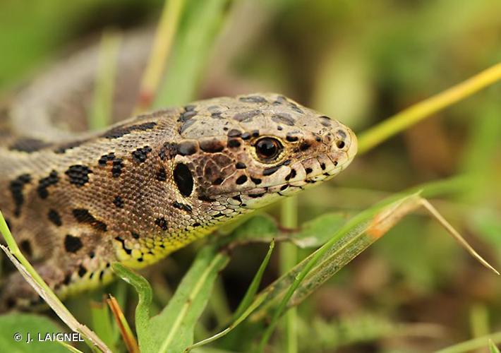 <i>Lacerta agilis</i> Linnaeus, 1758 © J. LAIGNEL