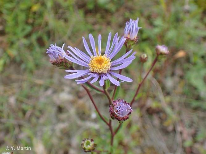 <i>Aster amellus</i> L., 1753 © 