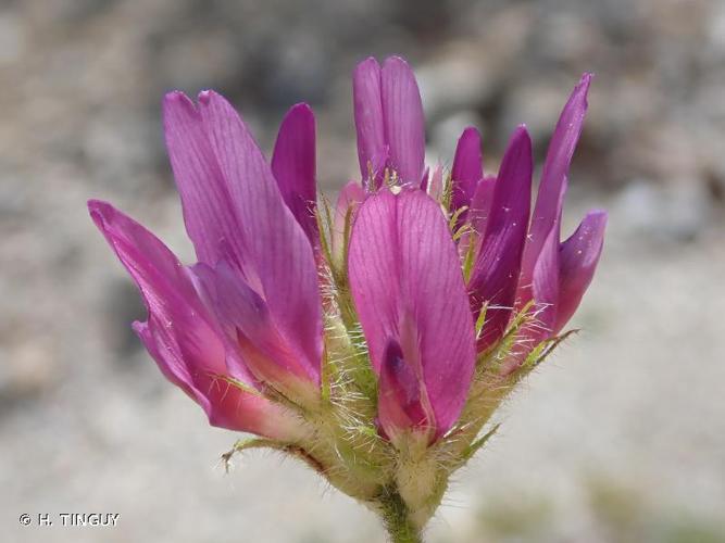 <i>Astragalus hypoglottis</i> L., 1771 © H. TINGUY