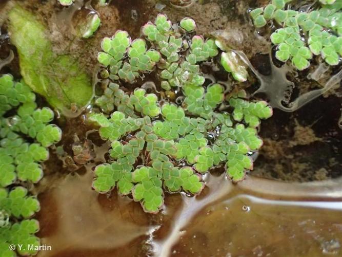 <i>Azolla filiculoides</i> Lam., 1783 © 