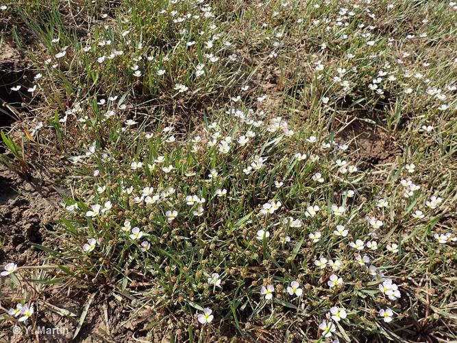 <i>Baldellia ranunculoides</i> (L.) Parl., 1854 © 