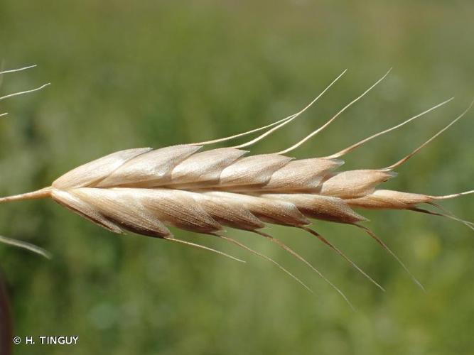 <i>Bromus secalinus</i> L., 1753 © H. TINGUY