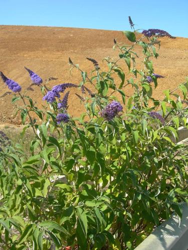 <i>Buddleja davidii</i> Franch., 1887 © P. Gourdain