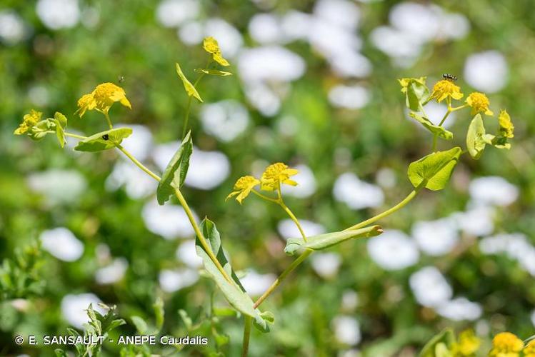 <i>Bupleurum subovatum</i> Link ex Spreng., 1813 © E. SANSAULT - ANEPE Caudalis